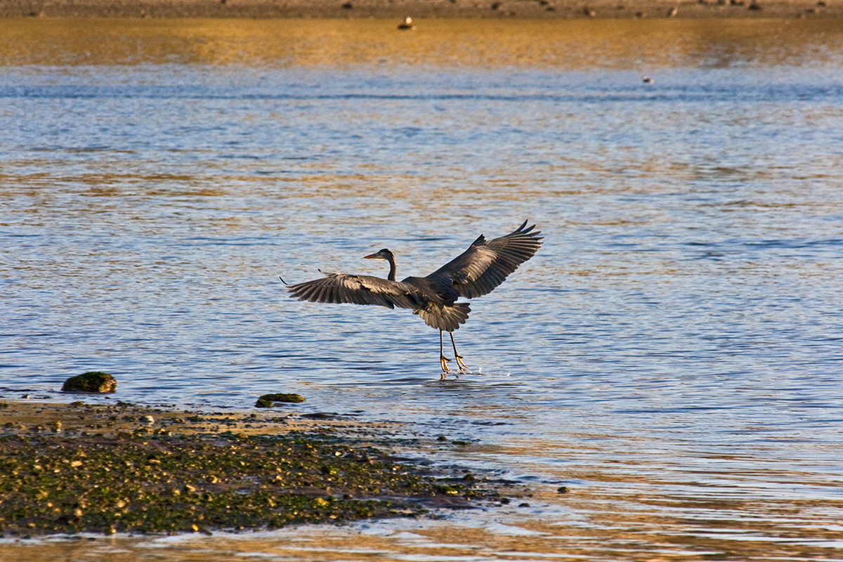 Heron Landing
